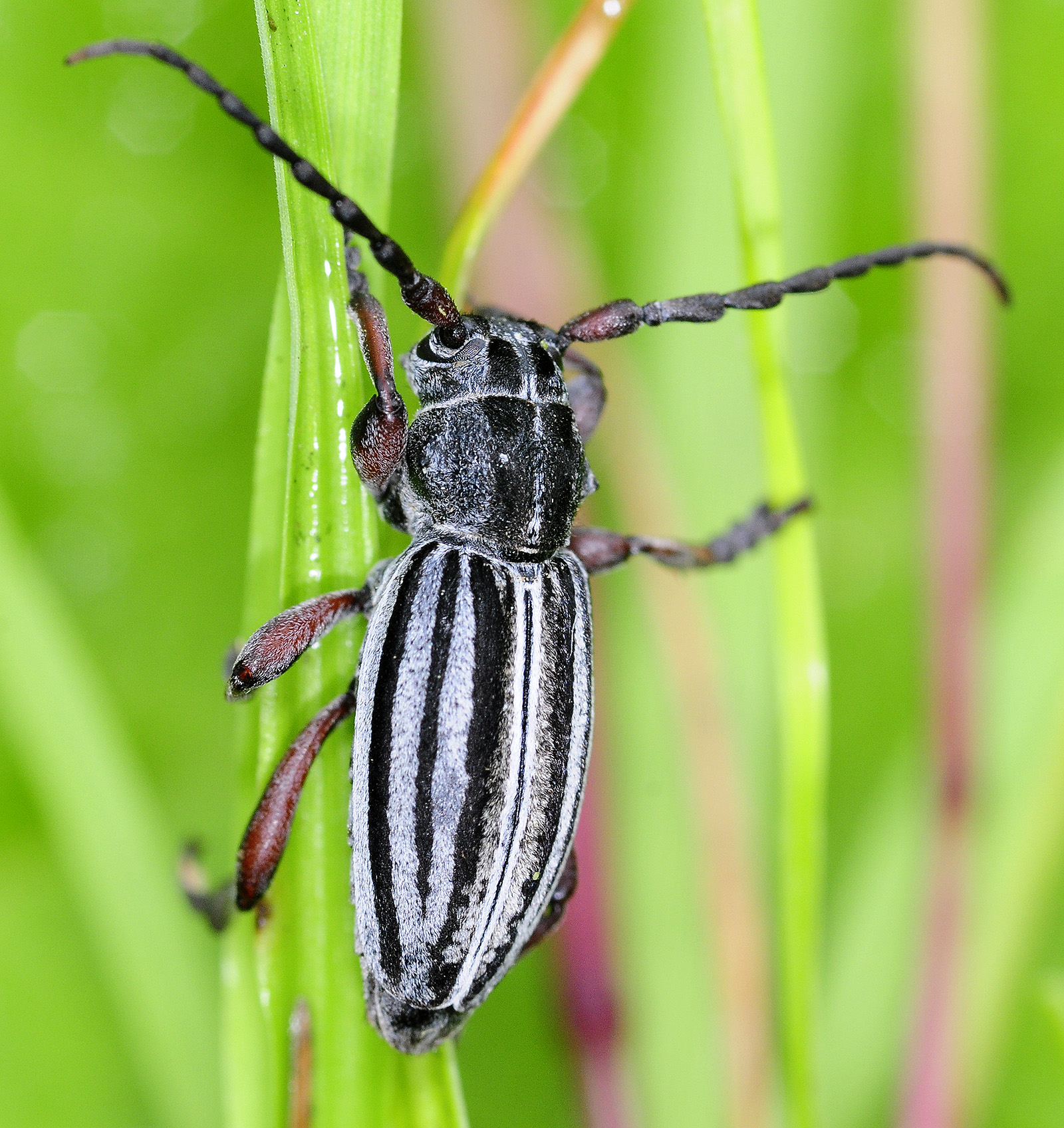 Dorcadion auratum