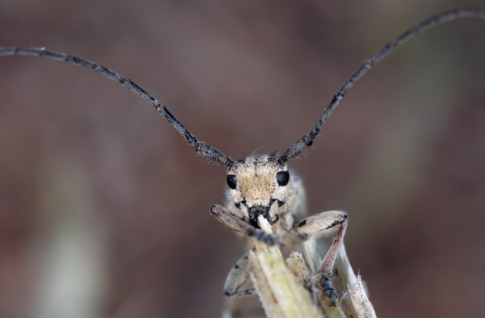 Phytoecia luteovittigera