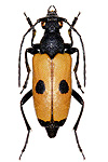 Lepturinae