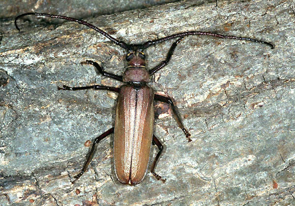 Aegosoma scabricorne