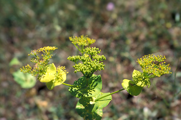 Bupleurum sp.