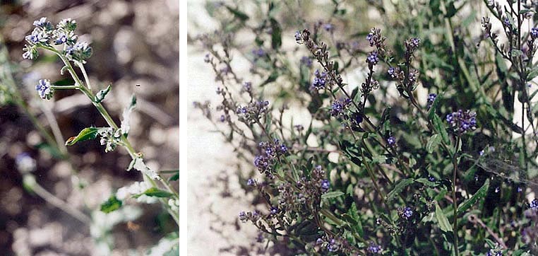 undetermined plant - Boraginaceae