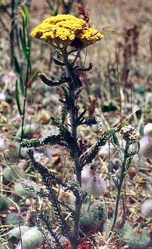 Achillea arabica