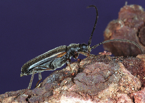 Cornumutila lineata