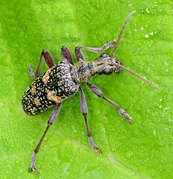 Rhagium fasciculatum