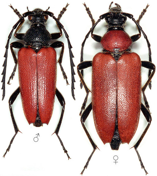 Stictoleptura fontenayi