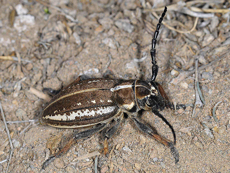 Dorcadion cephalotes female