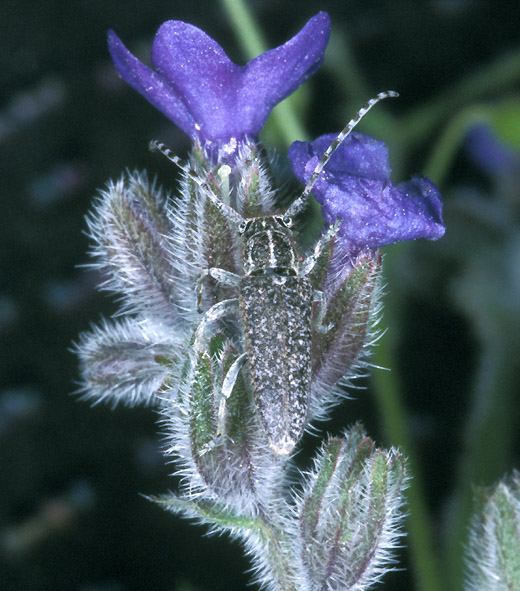 Phytoecia angusterufonotata