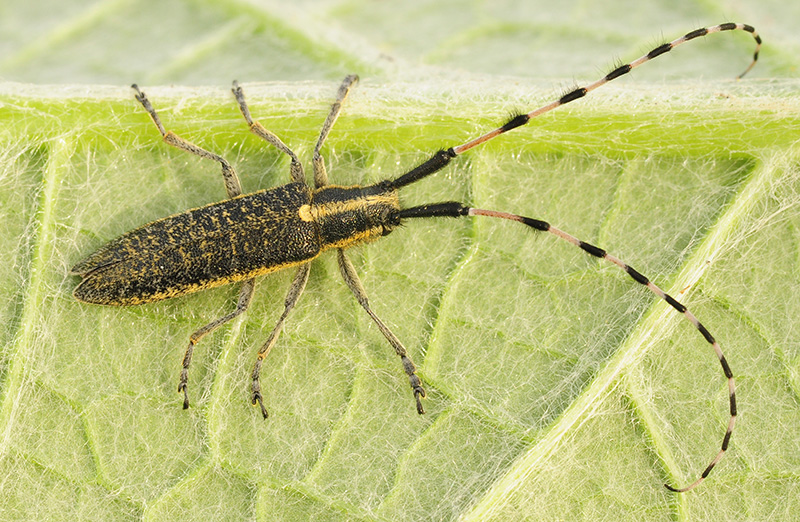 Agapanthia dahli nitidipennis