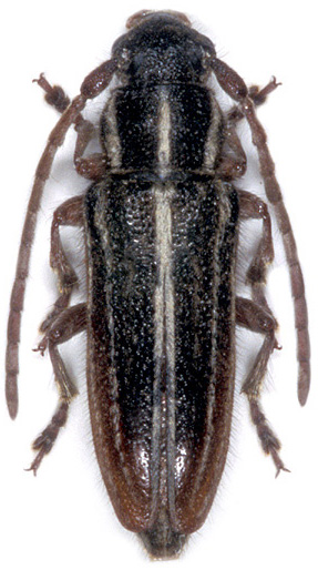 Phytoecia bithynensis