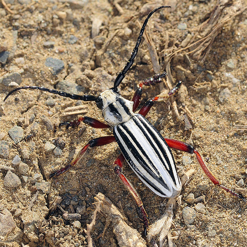 Dorcadion balchashense betpakdalense male