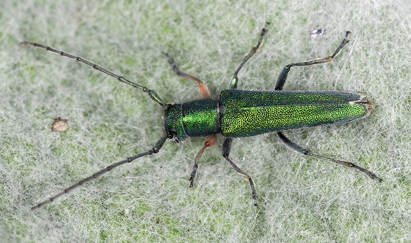 Phytoecia caerulea caerulea