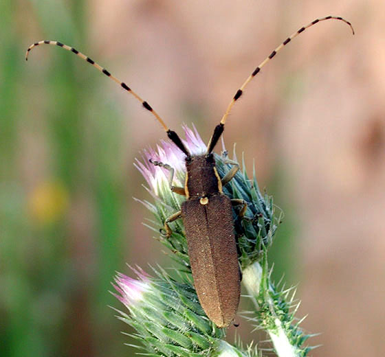 Agapanthia annularis