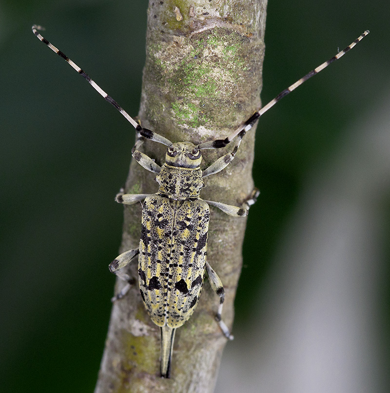 Acanthocinus xanthoneurus