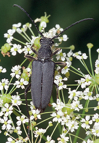 Anastrangalia dubia