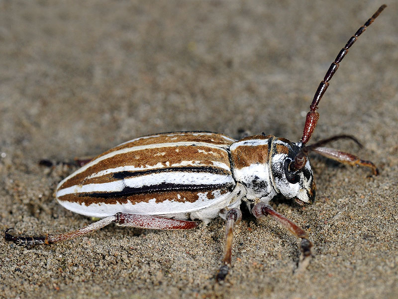 Dorcadion absinthium ishkovi - female