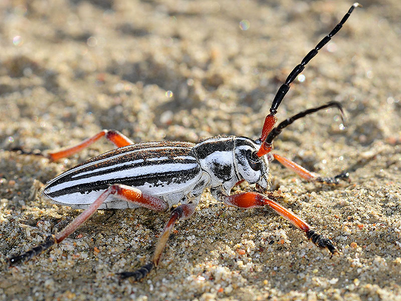 Dorcadion absinthium ishkovi - male