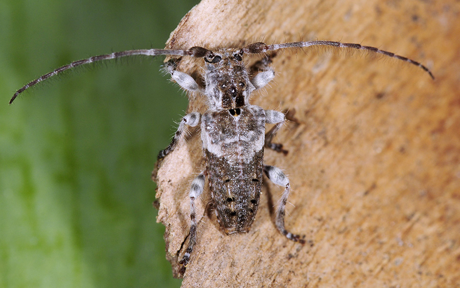 Pogonocherus perroudi perroudi