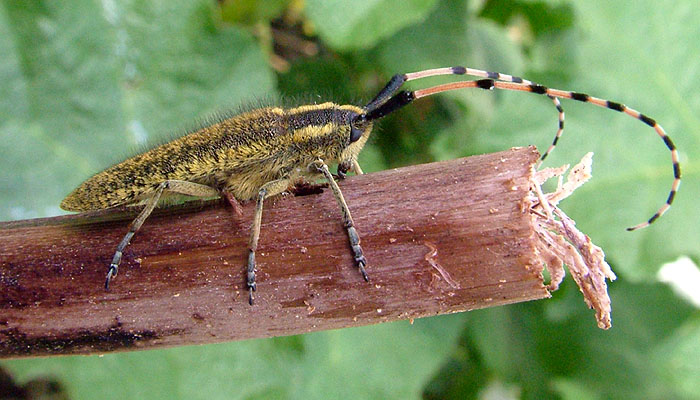 Agapanthia nicosiensis