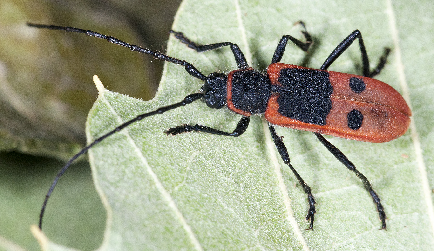 Calchaenesthes diversicollis