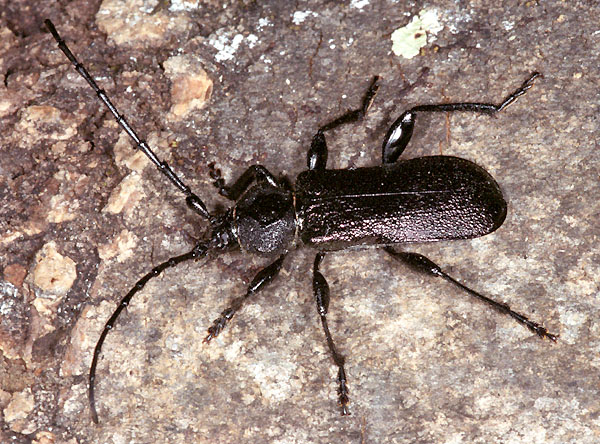 Ropalopus insubricus