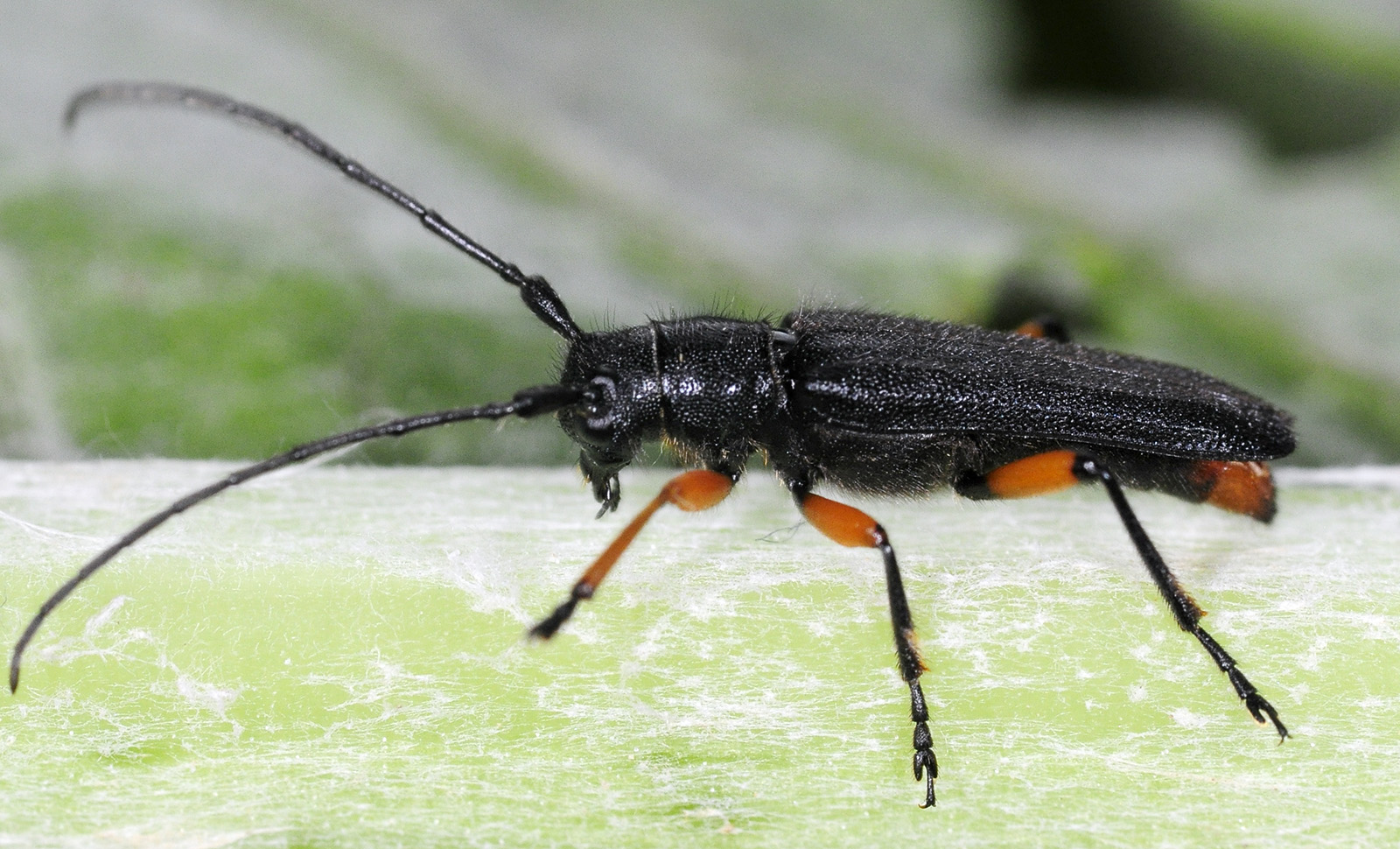 Phytoecia truncatipennis