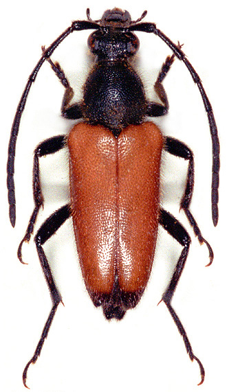 Paracorymbia fulva