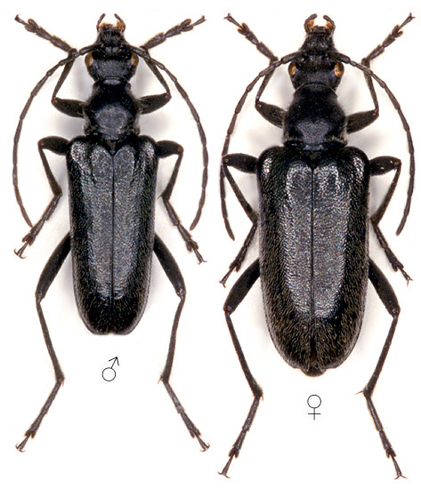 Acmaeops septentrionis