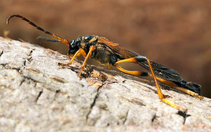 Necydalis major - male