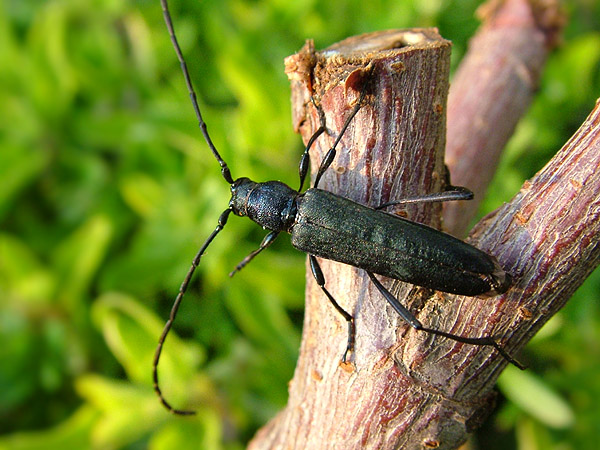 Osphranteria coerulescens inaurata