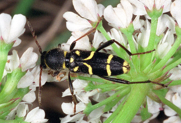 Clytus rhamni