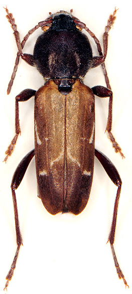 Xylotrechus hircus