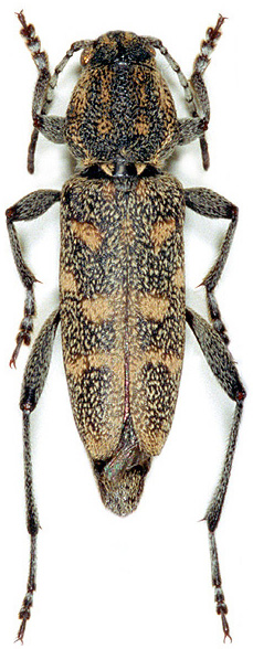 Xylotrechus pantherinus