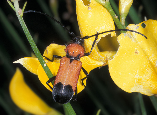 Purpuricenus desfontainii inhumeralis