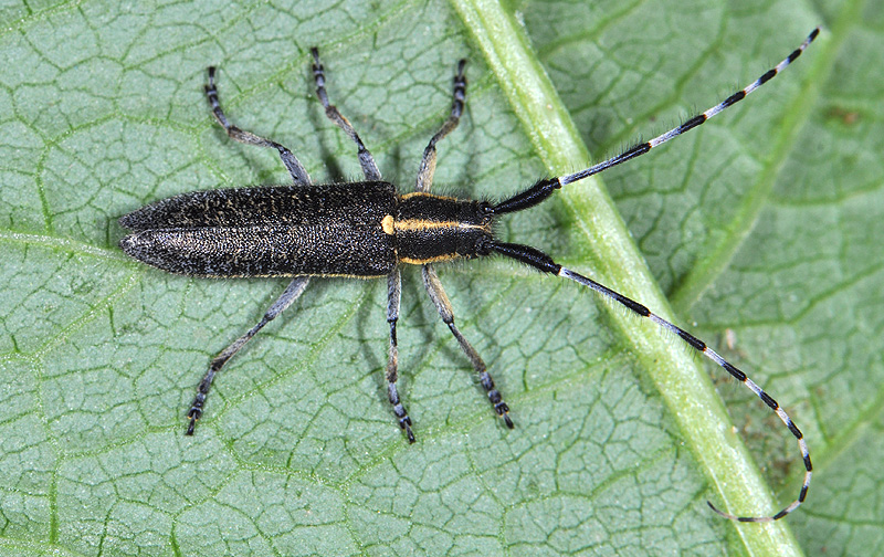 Agapanthia lederi