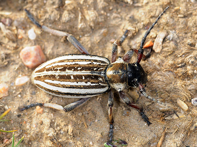 Dorcadion kapchagaicum