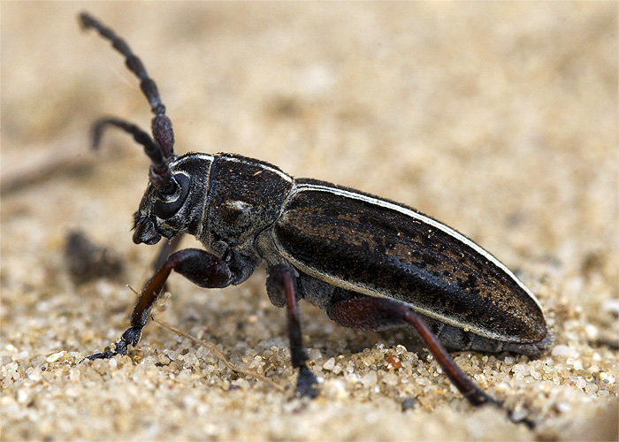 Dorcadion decipiens