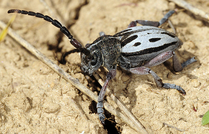 Dorcadion ljubetense ljubetense