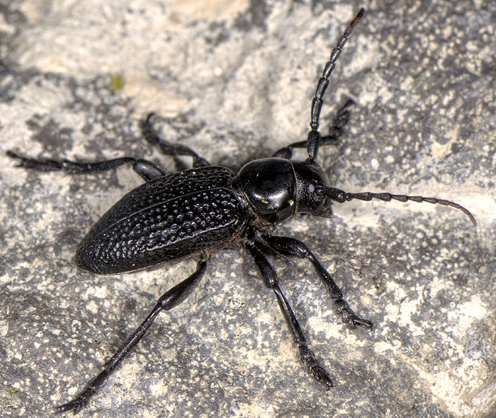 Dorcadion mniszechi mniszechi - male