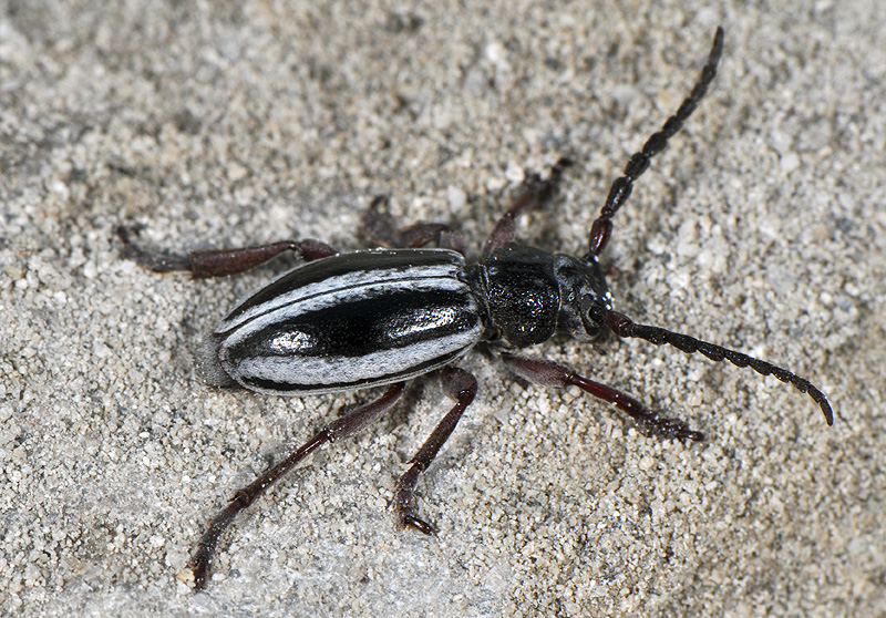 Dorcadion nitidum