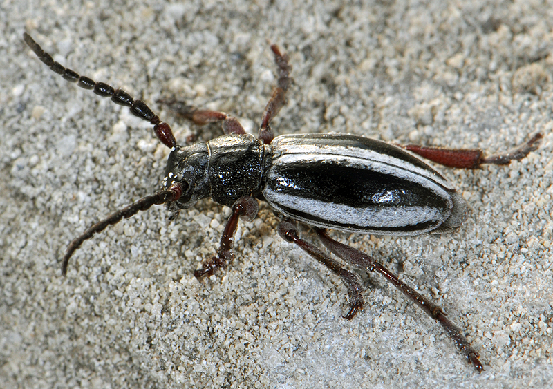 Dorcadion nitidum