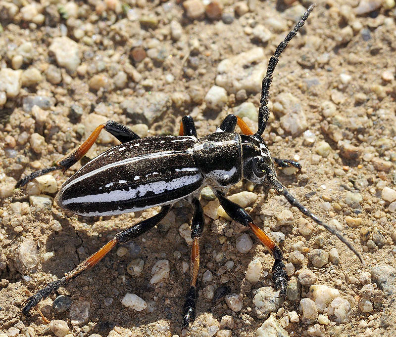 Dorcadion cephalotes