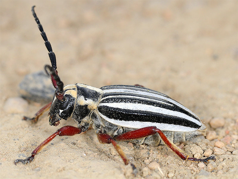 Dorcadion balchashense balchashense female