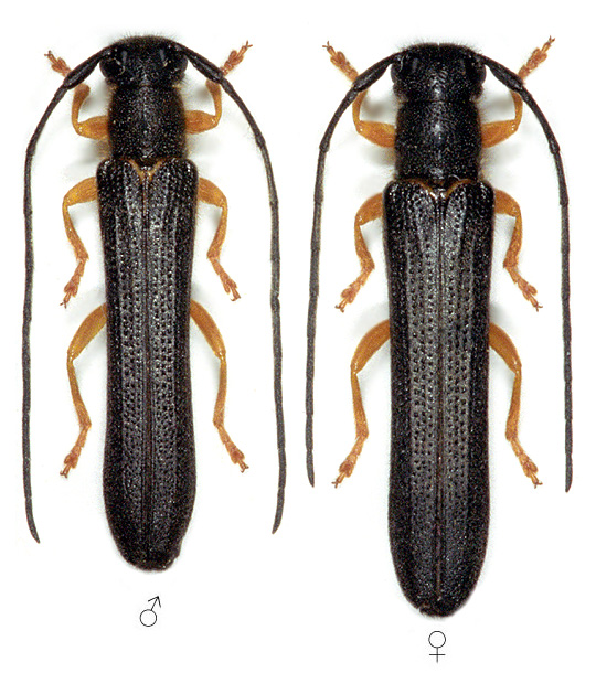 Oberea linearis