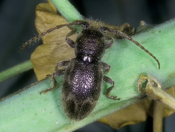 Parmena pubescens pilosa