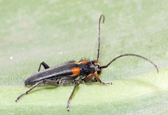 Phytoecia humeralis