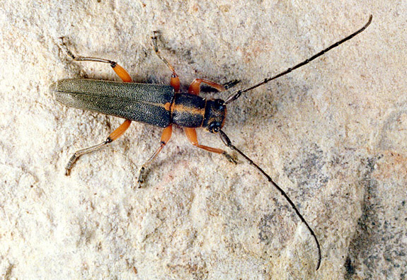 Phytoecia icterica