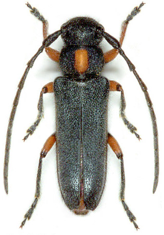 Phytoecia pustulata