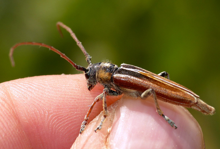 Phytoecia eugeniae