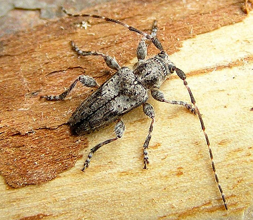 Pogonocherus caroli caroli